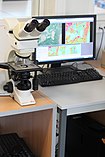 Stereo microscope used for analyzing images in histology (microscopic anatomy) as well as archaeology